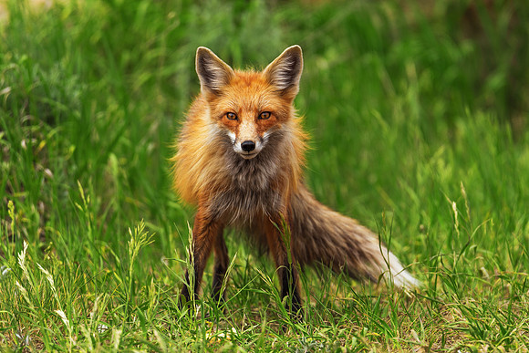 Red Fox