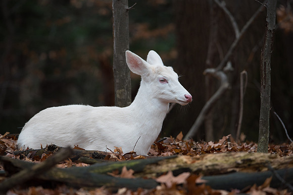 White Button Buck