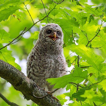Baby Barred Owl