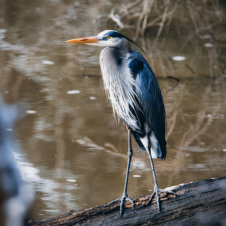 Great Blue Heron