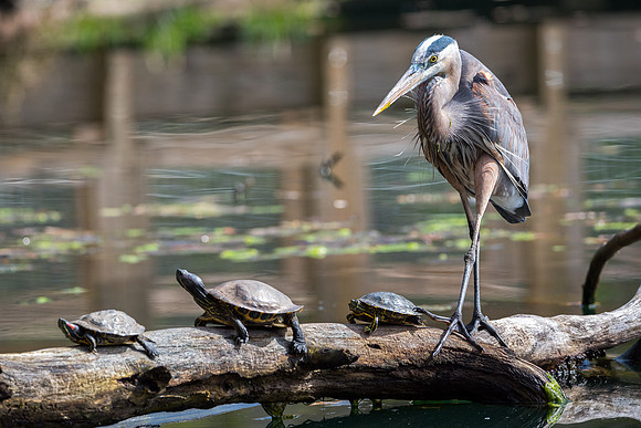 Great Blue Heron