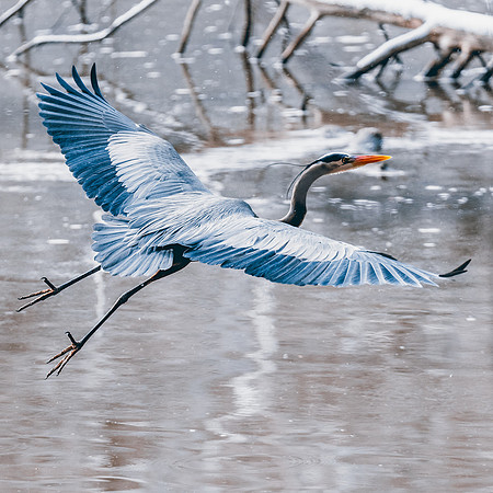 Great Blue Heron in Flight